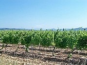 Terroir